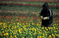 Working the tulip fields